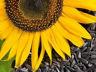 В Україні вже зібрано 11 млн тонн насіння соняшнику
